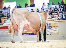 CHAMPION_FLECKVIEH_ALT_GRACE_EDELSTEIN_Eichberger_Anna_und_Christoph__1_