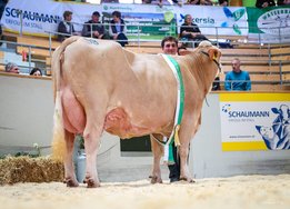CHAMPION_FLECKVIEH_MITTEL_MAGICDREAM_WINTERTRAUM_Feldbaumer_Andrea_und_Peter__1_