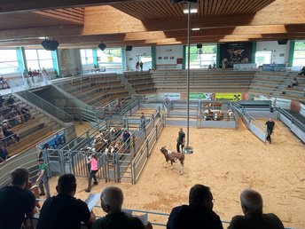 Lose_Vermarktung_Zuchtrinder_GB