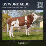 15_GS_WUNDABUB-min