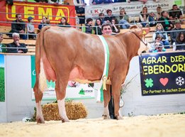 CHAMPION_FLECKVIEH_JUNG_LIESL_GS_ZARANGO_Pp_Feldbaumer_Andrea_und_Peter__1_