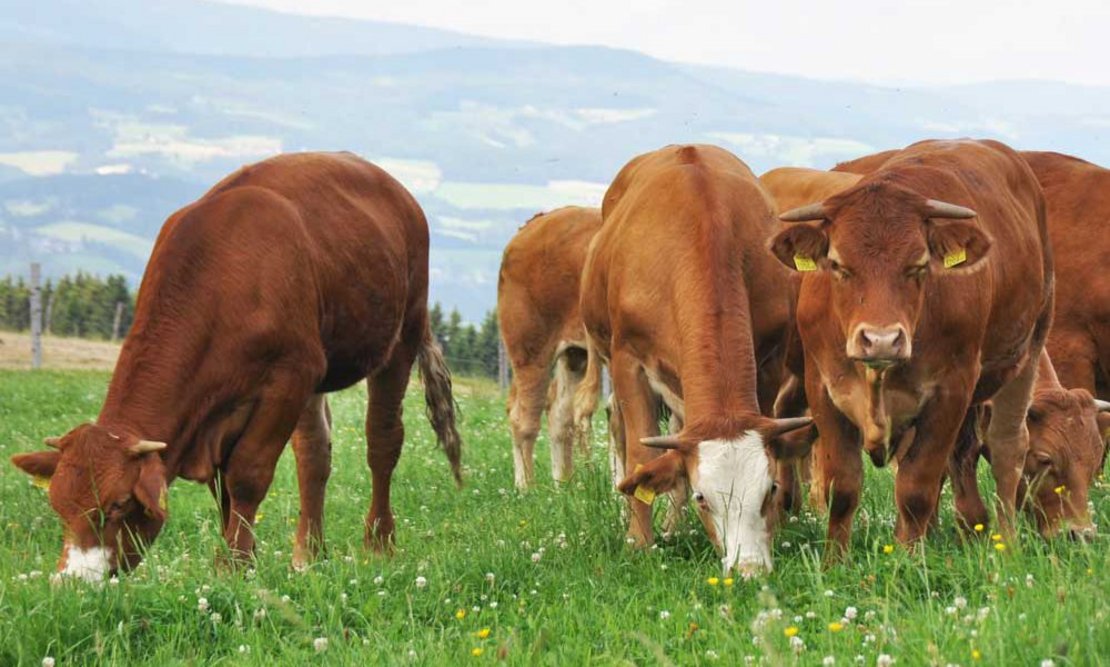 schlacht-ochse-1000x600