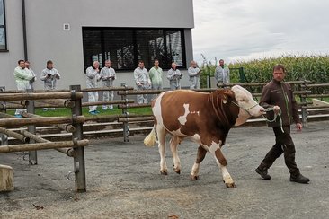 Stierpraesentation_Gleisdorf