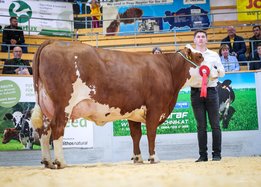 Gruppensieger_Fleckvieh_1_Lak_altmelk2_WELLE_GS_WUNDAWUZI_Luckner_Franziska__1_