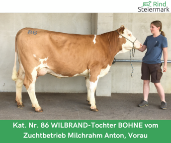 Kopie_von_Zuchtrinderversteigerung_teuerste_Tiere__1_