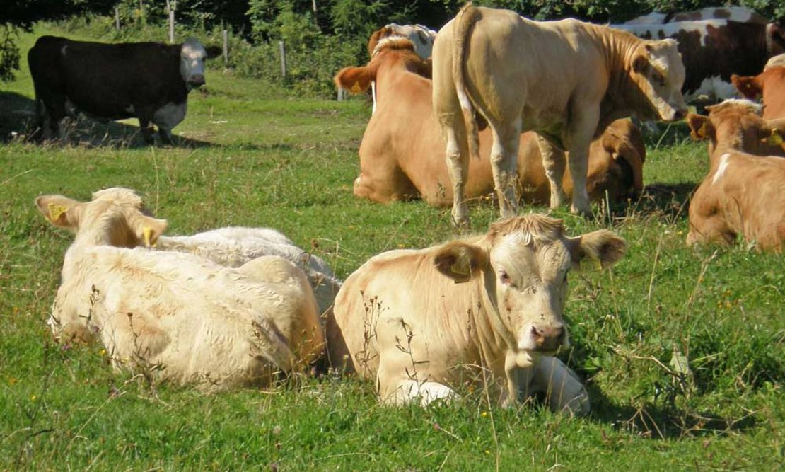 lebend-einsteller-1000x600