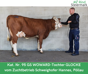 Kopie_von_Zuchtrinderversteigerung_teuerste_Tiere