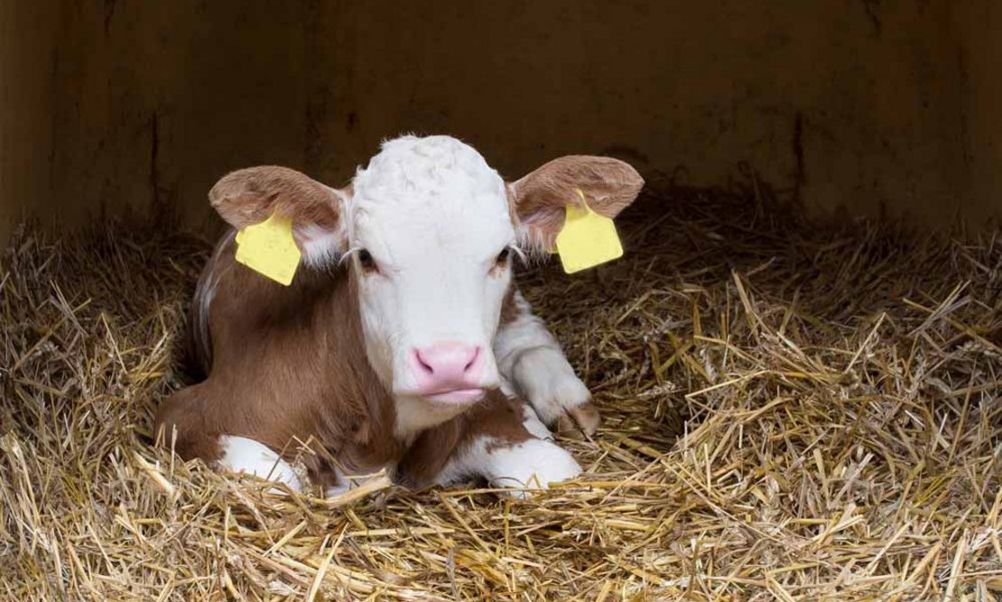 lebend-kalb1-1000x600