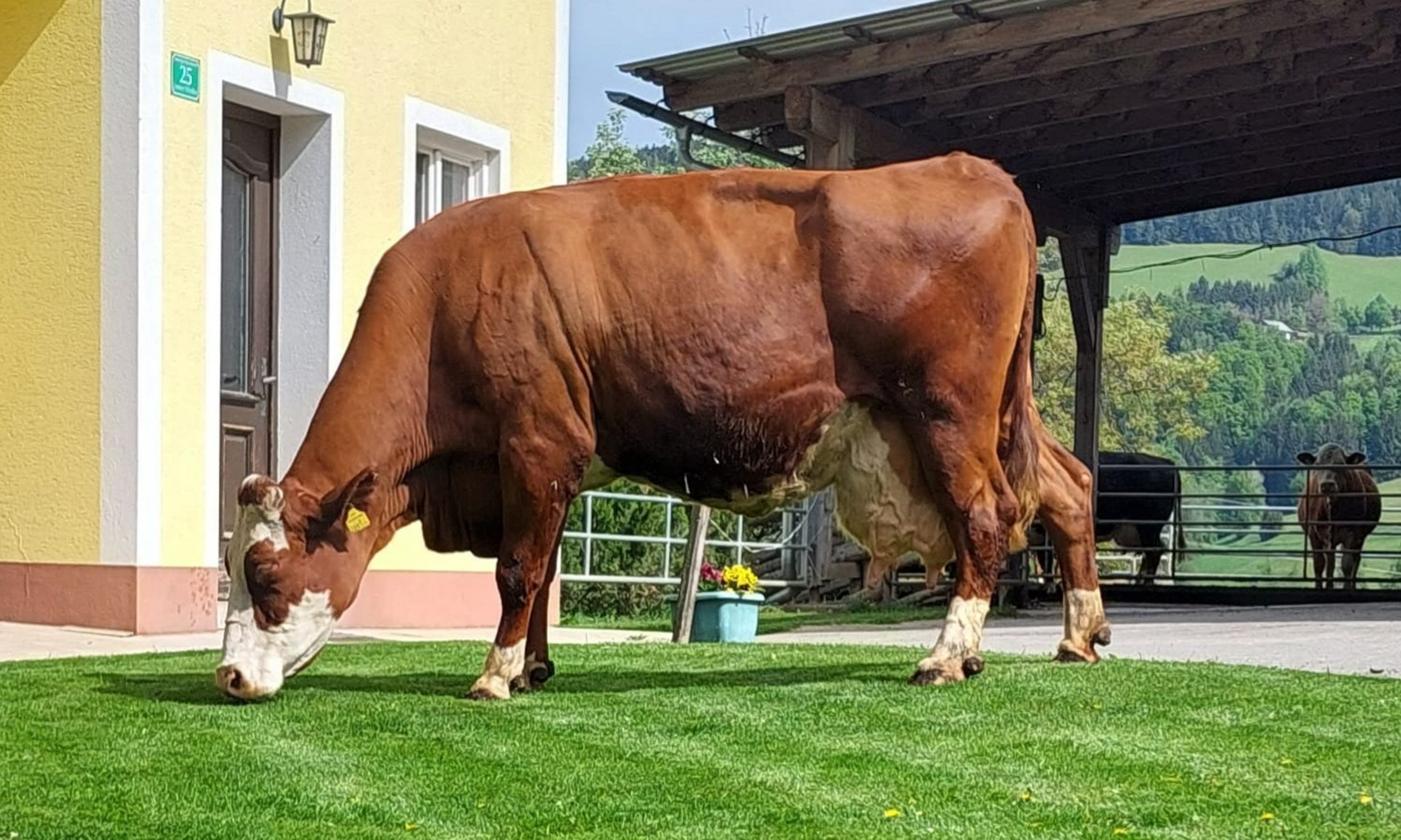 20_Schinnerl_priv_AT_10_2215_322