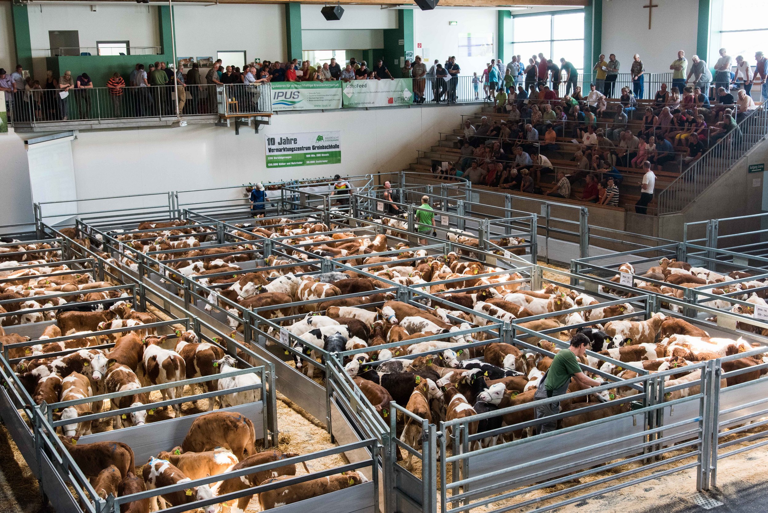 Nutzrindervermarktung