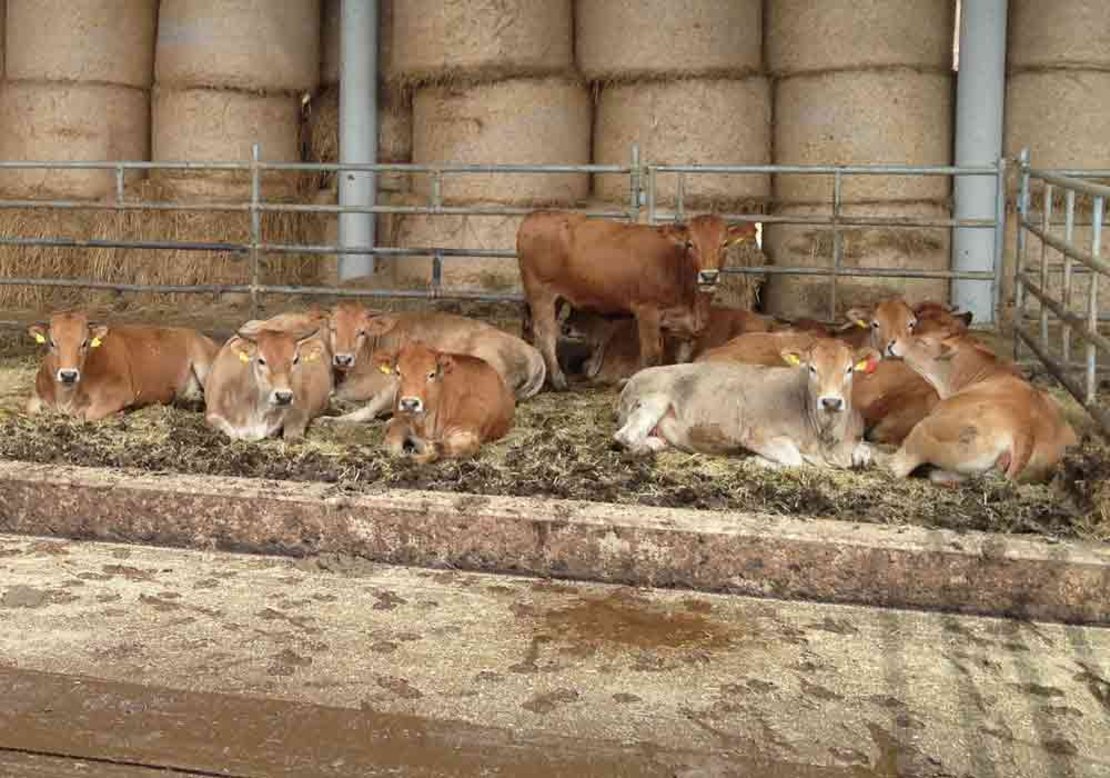 schlacht-kalbin-murbodner