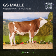 14_GS_MALLE-min
