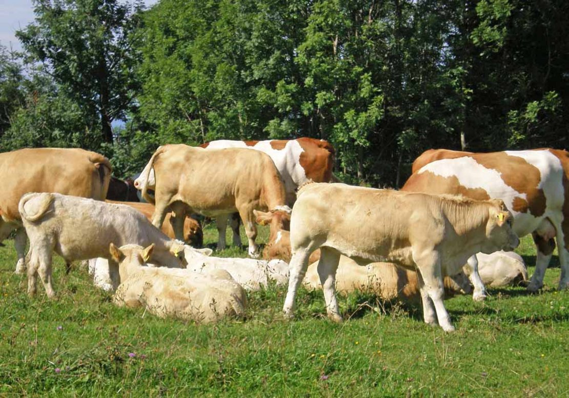 schlacht-jungrind-bio