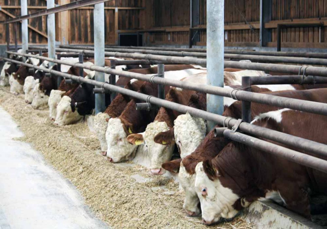 schlacht-jungstier-ama